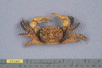 藏品(邁氏新脹蟹)的圖片